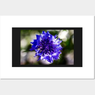 Blue cornflower close-up Posters and Art